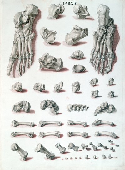 Knochen des Fußes, aus Tabulae Osteologicae von Christoph Jacob Trew (1695-1769) graviert von G. Lichtensteger, 1767 von Nikolaus Friedrich after Eisenberger